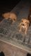 Labrador Retriever Puppies for sale in 728 Springridge Rd, Clinton, MS 39056, USA. price: NA