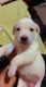 Labrador Retriever Puppies for sale in Amritsar, Punjab, India. price: NA