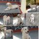 Labrador Retriever Puppies for sale in Ambajogai, Maharashtra 431517, India. price: 22000 INR