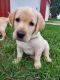 Labrador Retriever Puppies for sale in Ames, IA, USA. price: $800