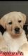 Labrador Retriever Puppies for sale in Pimple Saudagar, Pimpri-Chinchwad, Maharashtra, India. price: 32000 INR