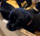 Labrador Retriever Puppies for sale in Gainesville, GA, USA. price: NA