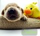 Labrador Retriever Puppies for sale in Carmel-By-The-Sea, CA 93923, USA. price: NA