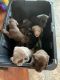 Labrador Retriever Puppies for sale in Alvin, TX, USA. price: NA