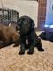 Labrador Retriever Puppies for sale in Lodi, CA, USA. price: $1,500