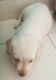Labrador Retriever Puppies for sale in Kothrud, Pune, Maharashtra, India. price: 18000 INR