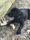 Labrador Retriever Puppies for sale in Blue Creek, OH 45616, USA. price: NA