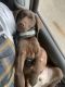 Labrador Retriever Puppies for sale in Farmington Hills, MI, USA. price: NA