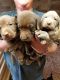 Labrador Retriever Puppies for sale in Rutherfordton, NC 28139, USA. price: $600