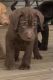 Labrador Retriever Puppies for sale in Spotsylvania County, VA, USA. price: $1,200