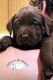 Labrador Retriever Puppies for sale in Lodi, CA, USA. price: $1,500