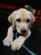 Labrador Retriever Puppies for sale in Guntur, Andhra Pradesh, India. price: 16000 INR