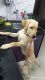 Labrador Retriever Puppies for sale in Sector No. 6, Moshi, Pimpri-Chinchwad, Maharashtra 412105, India. price: 20000 INR