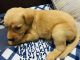 Labrador Retriever Puppies for sale in Jawahar Nagar, Sector 4, Jawahar Nagar, Jaipur, Rajasthan 302007, India. price: 10000 INR