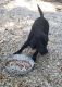 Labrador Retriever Puppies for sale in Owensville, IN 47665, USA. price: NA