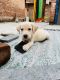 Labrador Retriever Puppies for sale in Gwalior, Madhya Pradesh, India. price: 7500 INR