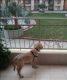 Labrador Retriever Puppies for sale in Noida Extension, Shahberi, Ghaziabad, Uttar Pradesh 201009, India. price: NA