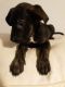 Labrador Retriever Puppies for sale in Beverly Hills, CA, USA. price: NA