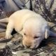 Labrador Retriever Puppies for sale in 2222 Plastics Dr, Gastonia, NC 28054, USA. price: NA
