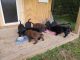 Labrador Retriever Puppies for sale in Shokan, NY 12481, USA. price: NA