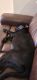 Labrador Retriever Puppies for sale in Silverdale, WA, USA. price: $1,200