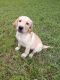 Labrador Retriever Puppies for sale in Homosassa, FL, USA. price: $500