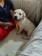 Labrador Retriever Puppies for sale in Dona Paula Rd, Dona Paula Jetty, India. price: 16000 INR