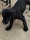 Labrador Retriever Puppies for sale in Reyno, AR, USA. price: NA