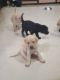 Labrador Retriever Puppies for sale in Indra Vihar Colony, Tilak Nagar, Lalghati, Bhopal, Madhya Pradesh 462030, India. price: 10000 INR