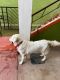 Labrador Retriever Puppies for sale in Mysuru, Karnataka, India. price: 20000 INR
