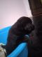 Labrador Retriever Puppies for sale in Alpana Colony, Khatipura, Jhotwara, Jaipur, Rajasthan 302032, India. price: 13000 INR