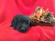 Labrador Retriever Puppies for sale in Paulding, OH 45879, USA. price: NA