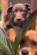 Labrador Retriever Puppies for sale in Quitman, GA 31643, USA. price: NA