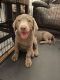 Labrador Retriever Puppies for sale in Bronx, NY, USA. price: NA