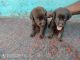 Labrador Retriever Puppies for sale in Krishnagiri, Tamil Nadu 635001, India. price: 15000 INR