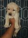 Labrador Retriever Puppies for sale in Sector 133, Noida, Uttar Pradesh, India. price: 10000 INR