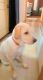 Labrador Retriever Puppies for sale in Paras Seasons Club, Chhaprauli Bangar, Sector 168, Noida, Uttar Pradesh 201305, India. price: 12000 INR
