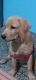 Labrador Retriever Puppies for sale in Chinhat, Lucknow, Uttar Pradesh, India. price: 22000 INR