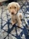 Labrador Retriever Puppies for sale in Somerset County, NJ, USA. price: NA