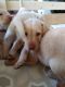 Labrador Retriever Puppies for sale in Rose Hill, KS 67133, USA. price: $350
