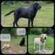Labrador Retriever Puppies for sale in Ringgold, GA 30736, USA. price: $700
