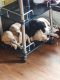 Labrador Retriever Puppies for sale in Indra Vihar Colony, Tilak Nagar, Lalghati, Bhopal, Madhya Pradesh 462030, India. price: 7 INR