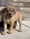 Labrador Retriever Puppies for sale in Dearborn, MI, USA. price: NA
