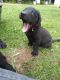 Labrador Retriever Puppies for sale in Phillips, WI 54555, USA. price: NA