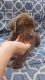 Labrador Retriever Puppies for sale in Salida, CA 95368, USA. price: NA