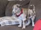 Labrador Retriever Puppies for sale in Okanogan, WA 98840, USA. price: NA