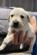 Labrador Retriever Puppies for sale in Perris, CA, USA. price: $1,500