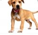 Labrador Retriever Puppies for sale in Nashville, TN 37209, USA. price: $250
