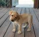 Labrador Retriever Puppies for sale in Bethune, SC 29009, USA. price: $800