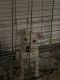 Labrador Retriever Puppies for sale in Las Vegas, NV, USA. price: $100